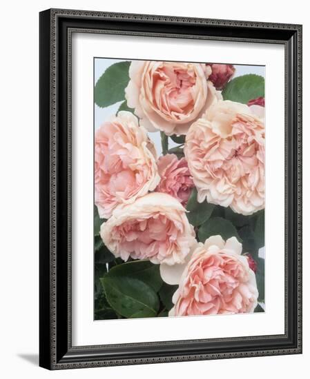 St. Swithan Roses-Clay Perry-Framed Photographic Print