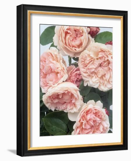 St. Swithan Roses-Clay Perry-Framed Photographic Print