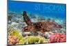 St. Thomas, U.S. Virgin Islands - Sea Turtle and Coral-Lantern Press-Mounted Art Print