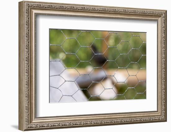 Stable, wire mesh fence, close up-Christine Meder stage-art.de-Framed Photographic Print