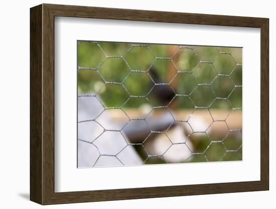 Stable, wire mesh fence, close up-Christine Meder stage-art.de-Framed Photographic Print