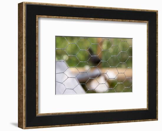 Stable, wire mesh fence, close up-Christine Meder stage-art.de-Framed Photographic Print