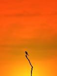Giraffe Silhouette - African Wildlife Background - Beauty in Color and Freedom-Stacey Ann Alberts-Photographic Print