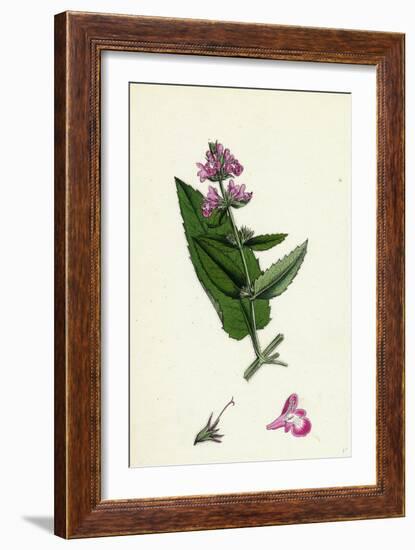 Stachys Sylvatici-Palustris Hybrid Between Hedge and Marsh Woundworts-null-Framed Giclee Print