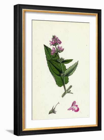 Stachys Sylvatici-Palustris Hybrid Between Hedge and Marsh Woundworts-null-Framed Giclee Print