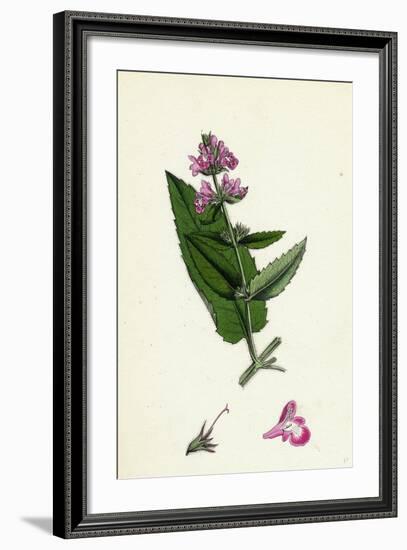 Stachys Sylvatici-Palustris Hybrid Between Hedge and Marsh Woundworts-null-Framed Giclee Print