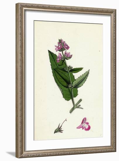 Stachys Sylvatici-Palustris Hybrid Between Hedge and Marsh Woundworts-null-Framed Giclee Print