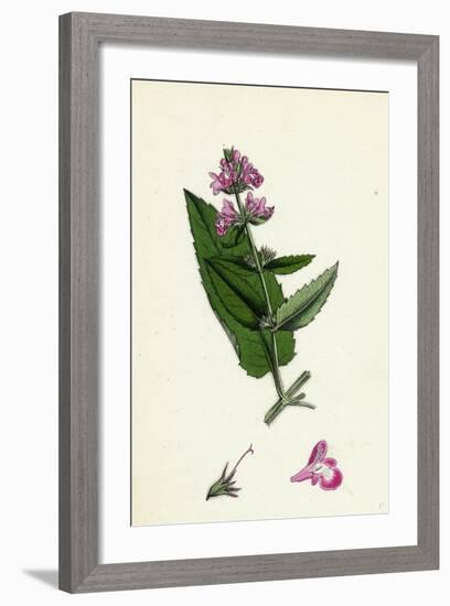 Stachys Sylvatici-Palustris Hybrid Between Hedge and Marsh Woundworts-null-Framed Giclee Print