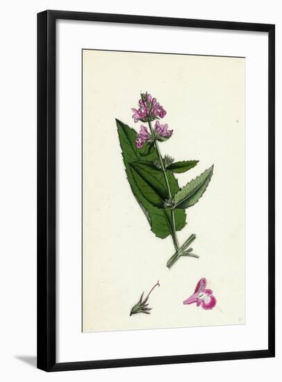 Stachys Sylvatici-Palustris Hybrid Between Hedge and Marsh Woundworts-null-Framed Giclee Print