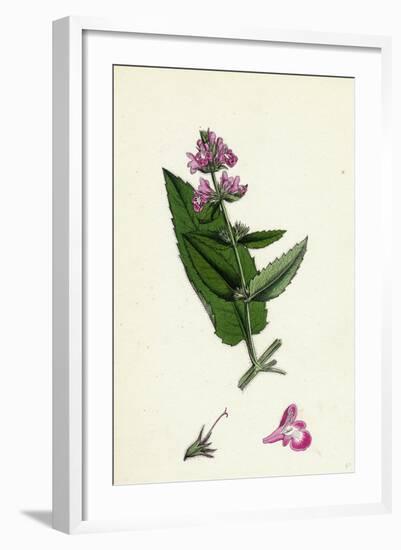 Stachys Sylvatici-Palustris Hybrid Between Hedge and Marsh Woundworts-null-Framed Giclee Print