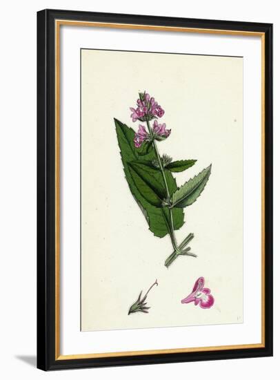 Stachys Sylvatici-Palustris Hybrid Between Hedge and Marsh Woundworts-null-Framed Giclee Print