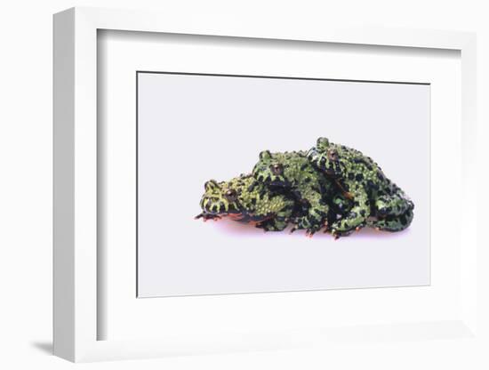 Stacked Oriental Fire-Bellied Toads-DLILLC-Framed Photographic Print