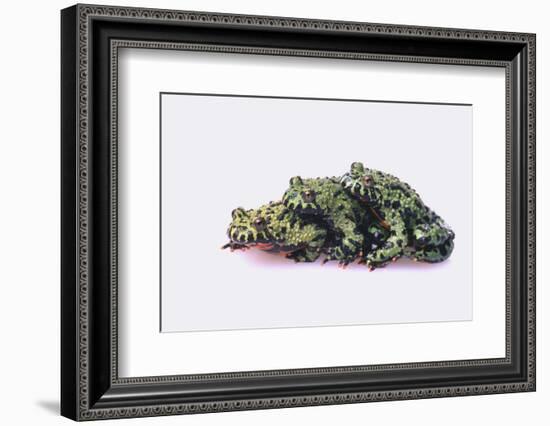 Stacked Oriental Fire-Bellied Toads-DLILLC-Framed Photographic Print