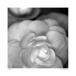 Pink Hydrangea 1-Stacy Bass-Giclee Print