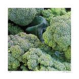 Broccoli-Stacy Bass-Giclee Print