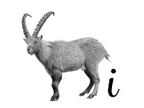 I is for Ibex-Stacy Hsu-Art Print