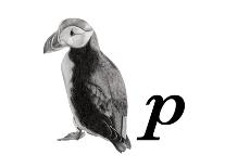 P is for Puffin-Stacy Hsu-Art Print