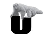 U is for Uakari-Stacy Hsu-Framed Art Print