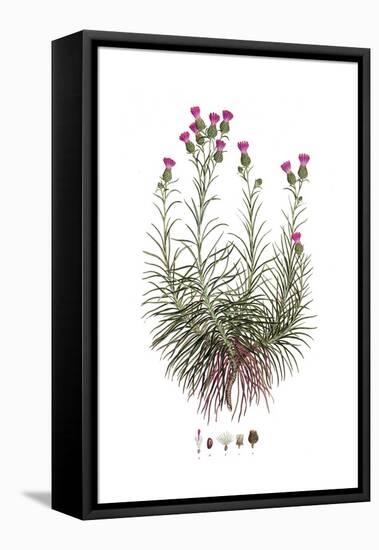 Staehelina chamaepeuce, Flora Graeca-Ferdinand Bauer-Framed Premier Image Canvas