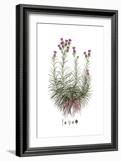 Staehelina chamaepeuce, Flora Graeca-Ferdinand Bauer-Framed Giclee Print