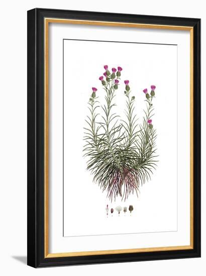 Staehelina chamaepeuce, Flora Graeca-Ferdinand Bauer-Framed Giclee Print