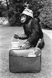 A Chimpanzee playing a round of golf-Staff-Mounted Photographic Print