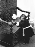 A Chimpanzee brushing up on the housework-Staff-Photographic Print