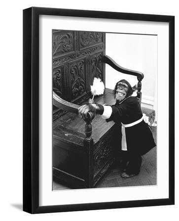 Chimpanzee Black and White Photography Wall Art: Prints, Paintings