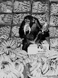 Chimpanzee at Twycross Zoo 1988-Staff-Photographic Print