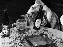Dog Acts as a Waiter 1965-Staff-Photographic Print