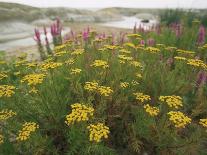 Common Tansy in Flower, Sweden-Staffan Widstrand-Photographic Print