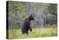 Stretched Canvas Print