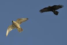 Raven (Corvus Corax) Mobbing Gyrfalcon (Falco Rusticolus)-Staffan Widstrand-Photographic Print