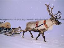 Reindeer, Pulling Sledge, Saami Easter, Norway-Staffan Widstrand-Photographic Print