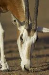 Scimitar-Horned Oryx (Oryx Dammah), Dubai Desert Conservation Reserve, Dubai, Uae-Staffan Widstrand-Photographic Print
