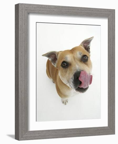 Staffordshire Bull Terrier Bitch Looking Up and Licking Her Snout-Jane Burton-Framed Photographic Print