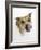 Staffordshire Bull Terrier Bitch Looking Up and Licking Her Snout-Jane Burton-Framed Photographic Print