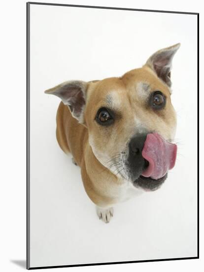 Staffordshire Bull Terrier Bitch Looking Up and Licking Her Snout-Jane Burton-Mounted Photographic Print