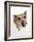 Staffordshire Bull Terrier Bitch Looking Up and Licking Her Snout-Jane Burton-Framed Photographic Print