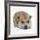 Staffordshire Bull Terrier Bitch Lying Down with Chin on Floor-Jane Burton-Framed Photographic Print