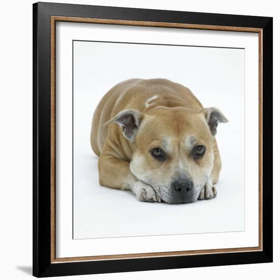 Staffordshire Bull Terrier Bitch Lying Down with Chin on Floor-Jane Burton-Framed Photographic Print