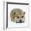 Staffordshire Bull Terrier Bitch Lying Down with Chin on Floor-Jane Burton-Framed Photographic Print
