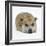 Staffordshire Bull Terrier Bitch Lying Down with Chin on Floor-Jane Burton-Framed Photographic Print