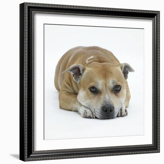 Staffordshire Bull Terrier Bitch Lying Down with Chin on Floor-Jane Burton-Framed Photographic Print