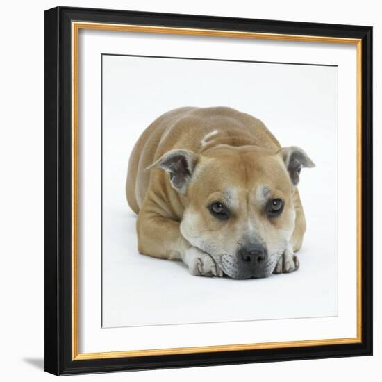 Staffordshire Bull Terrier Bitch Lying Down with Chin on Floor-Jane Burton-Framed Photographic Print