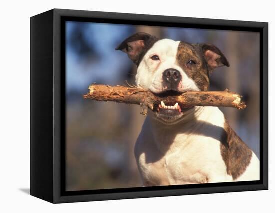 Staffordshire Bull Terrier Carrying Stick in Its Mouth-Adriano Bacchella-Framed Premier Image Canvas