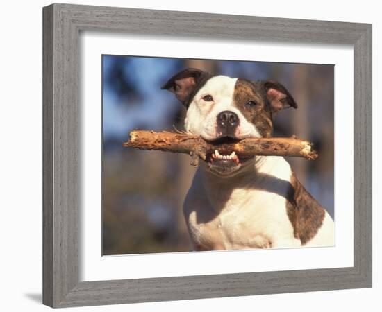 Staffordshire Bull Terrier Carrying Stick in Its Mouth-Adriano Bacchella-Framed Photographic Print