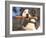 Staffordshire Bull Terrier Carrying Stick in Its Mouth-Adriano Bacchella-Framed Photographic Print