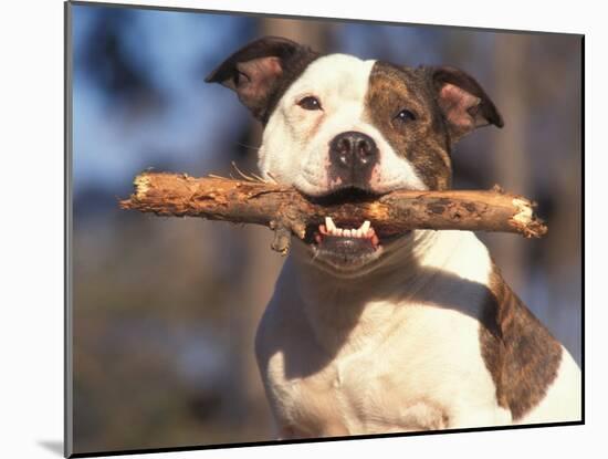 Staffordshire Bull Terrier Carrying Stick in Its Mouth-Adriano Bacchella-Mounted Photographic Print