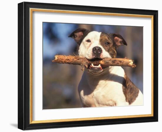 Staffordshire Bull Terrier Carrying Stick in Its Mouth-Adriano Bacchella-Framed Photographic Print